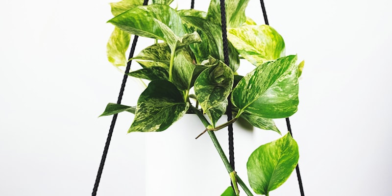 欧冠联赛淘汰赛阶段比赛